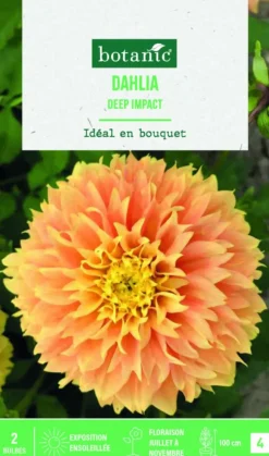 New BOTANIC® Bulbes de fleurs Dahlia Fimbriata Deep Impact - 2 bulbes
