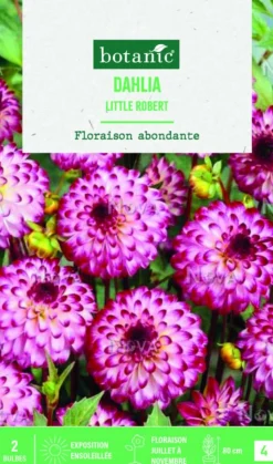 New BOTANIC® Bulbes de fleurs Dahlia Pompon Little Robert - 2 bulbes