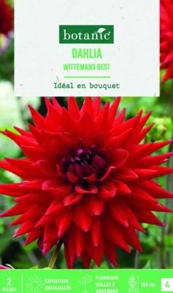 New BOTANIC® Bulbes de fleurs Dahlia semi-cactus Wittemans Best - 2 bulbes