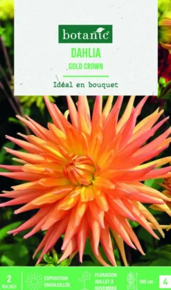 Best BOTANIC® Bulbes de fleurs Dahlia semi-cactus Gold Crown - 2 bulbes
