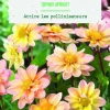 Online BOTANIC® Bulbes de fleurs Dahlia Topmix Apricot - 2 bulbes
