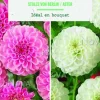 Hot BOTANIC® Bulbes de fleurs duo de Dahlias pompon Stolze Berlin / White Aster - 2 bulbes