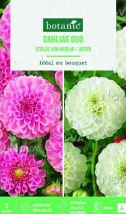 Hot BOTANIC® Bulbes de fleurs duo de Dahlias pompon Stolze Berlin / White Aster - 2 bulbes