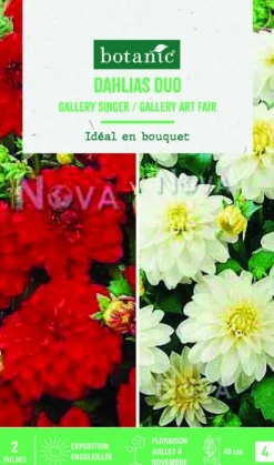 Discount BOTANIC® Bulbes de fleurs duo de Dahlias décoratifs Gallery singer / Art fair - 2 bulbes