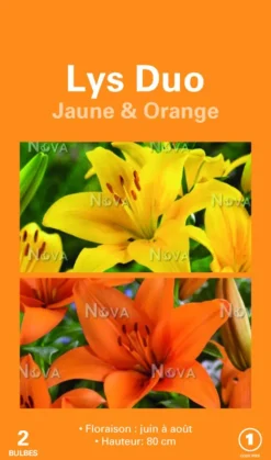 Best BOTANIC® Bulbes de fleurs Duo de Lys asiatique jaune et orange – 2 bulbes