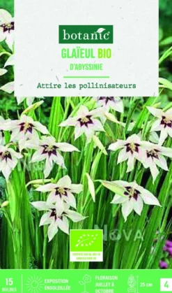 Clearance BOTANIC® Bulbes de fleurs Glaïeul d’Abyssinie bio - 15 bulbes