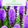 Hot BOTANIC® Bulbes de fleurs Liatris Spicata bio - 10 bulbes
