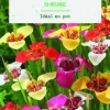 Sale BOTANIC® Bulbes de fleurs Tigridia en mélange – 15 bulbes