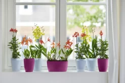 New ELHO Cache-pot Brussels Orchidées haut Ø 12,5 x H 15,2 cm Polypropylène injecté