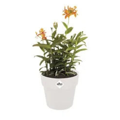 Best ELHO Cache-pot en polypropylène B.for original rond blanc - Ø 18 cm