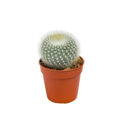 New BOTANIC® Cactus varié - Pot 5,5 cm de diamètre