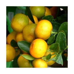 Sale BOTANIC® Calamondin Bio. Le pot de 6 litres