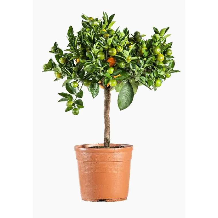 Clearance Calamondin. Le pot de 5 litres