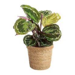 Discount Calathea avec cache-pot en céramique - Ø 14 cm