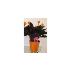 Discount Calathea Crocata et cache-pot