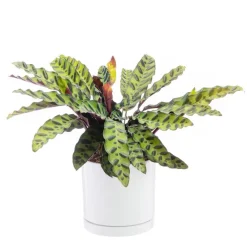 Best BOTANIC® Calathea Lancifolia vert en pot blanc émaillé . Le pot Ø 18 cm