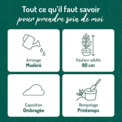 Best BOTANIC® Calathea Lancifolia vert en pot blanc émaillé . Le pot Ø 18 cm