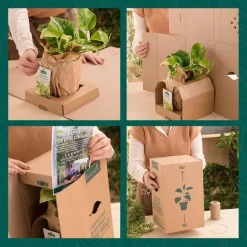 Best BOTANIC® Calathea Lancifolia vert en pot blanc émaillé . Le pot Ø 18 cm