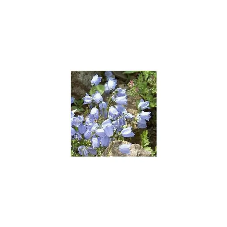 Best Campanula Cochleariifolia - Le pot de 10,5 cm