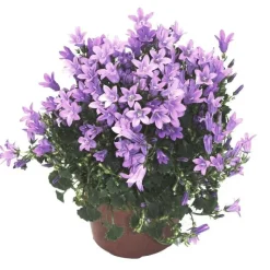 New Campanula Get Me bleue - Le pot de 10.5 cm