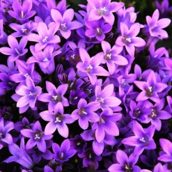 Sale Campanula Poscharskyana - La barquette de 6 plants