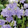Online Campanula Thorina - Le pot de 10,5 cm