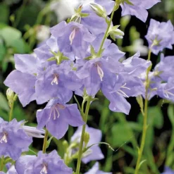 Online Campanula Thorina - Le pot de 10,5 cm