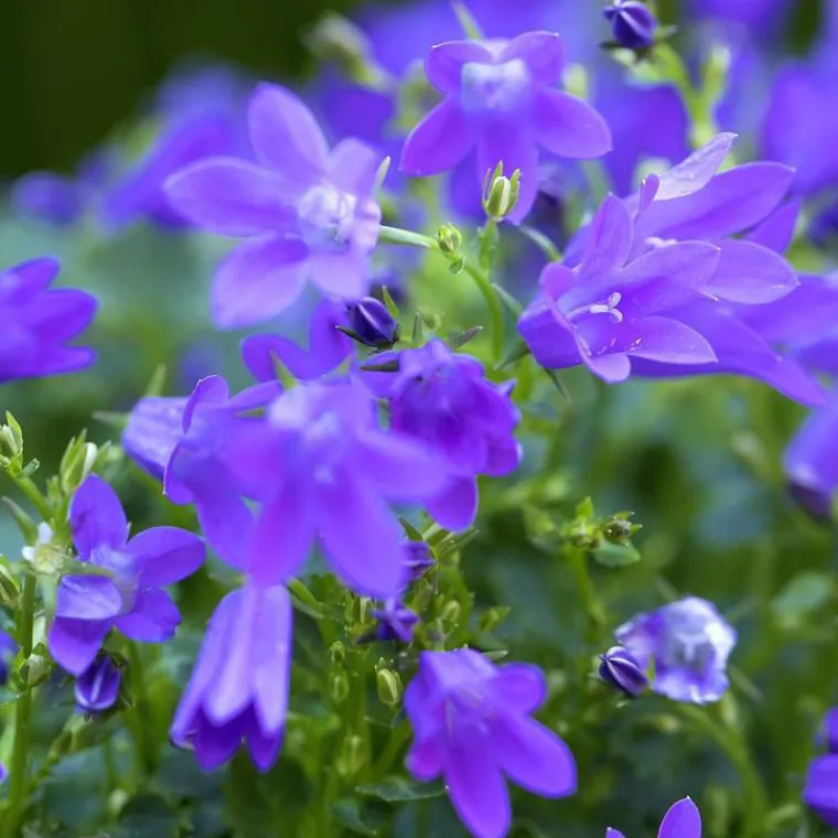 New Campanule Addenda - Le panier déco