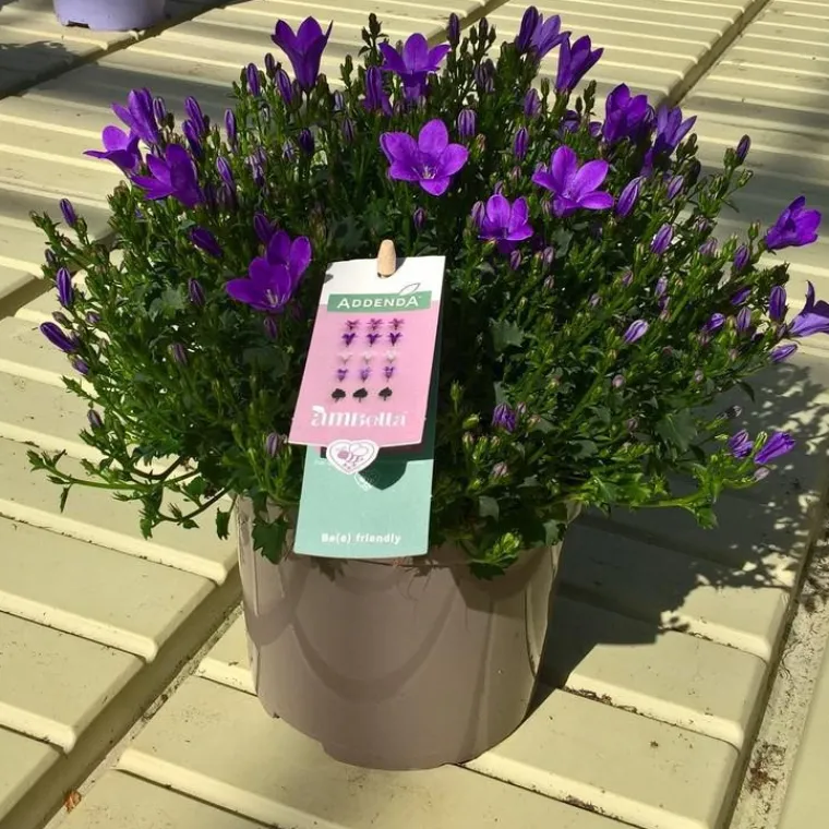 Sale Campanule Addenda Intense Purple Ambella®. Le pot de 1 litre