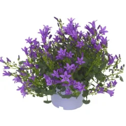 Sale Campanule Addenda Intense Purple Ambella®. Le pot de 1 litre