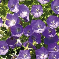 Best BOTANIC® Campanule des Carpates bleue - Le pot de 9 x 9 cm