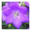 Discount Campanule des Carpates coloris bleu. Le pot de 10,5 cm