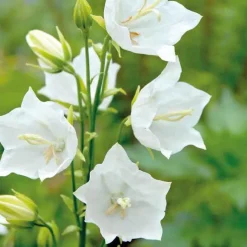 Hot BOTANIC® Campanule Persicifolia blanche - Le pot de 9 x 9 cm