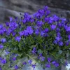 New Campanule Purple Ambella - Le pot de 0,5 litre