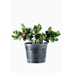 New Carissa Macrocarpa ou Prunier du Natal. Le pot de 3 litres