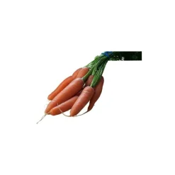 Carotte botte bio d'Italie environ 500g - Prix à la pièce