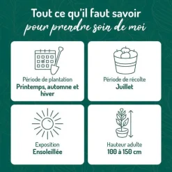 Online BOTANIC® Cassissier Andega Bio. Le pot de 2 litres