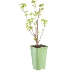 Online BOTANIC® Cassissier Andega Bio. Le pot de 2 litres