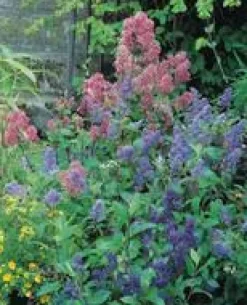 Discount BOTANIC® Ceanothe