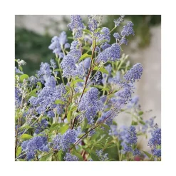 Best Ceanothe (CEANOTHE GLOIRE DE VERSAILLES), en pot de 7 litres