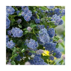 BOTANIC® Ceanothe Thyrsiflorus Repens. Le pot de 5 litres