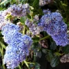 Best Ceanothus. Le pot de 1 litre