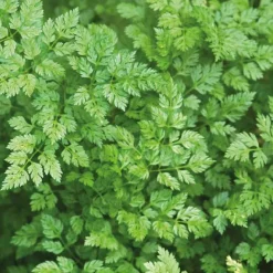 BOTANIC® Cerfeuil Bio. Le pot de 1 litre