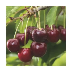 Outlet BOTANIC® Cerisier Big. Burlat Bio. Le pot de 15 litres