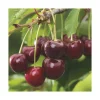 Sale BOTANIC® Cerisier Big. Burlat Bio. Le pot de 12 litres
