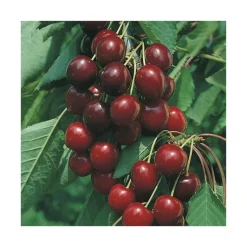 Discount BOTANIC® Cerisier Big. Burlat. En racine nue, forme gobelet