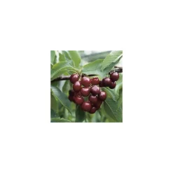 Outlet BOTANIC® Cerisier Big. Géant D'Hedelfingen. Le pot de 15 litres forme 1/2 tige