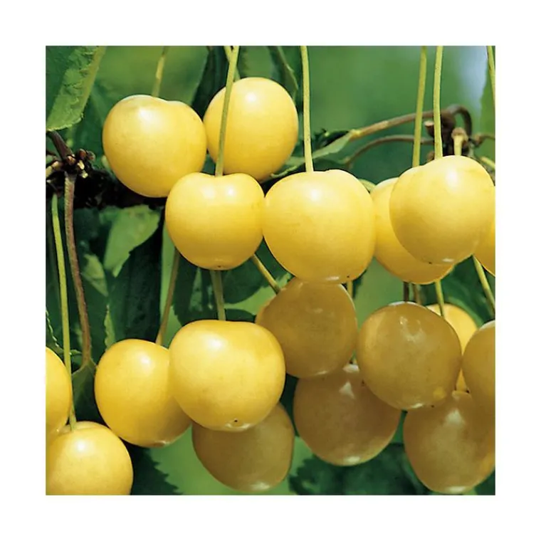 Hot BOTANIC® Cerisier Big. Starck Gold Lr. Le pot de 12 litres