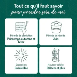 Hot BOTANIC® Cerisier Big. Sunburst. Le pot de 12 litres, forme gobelet