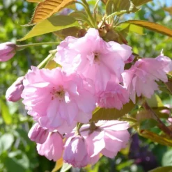 Discount Cerisier du Japon Accolade (Prunus). Le pot de 10 litres